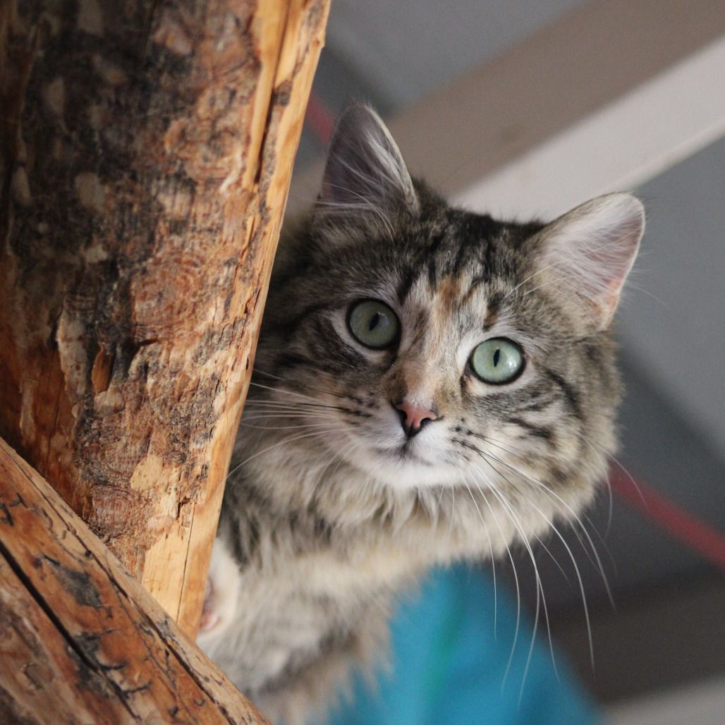 Hello my name is Ramsay