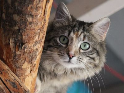 Hello my name is Ramsay