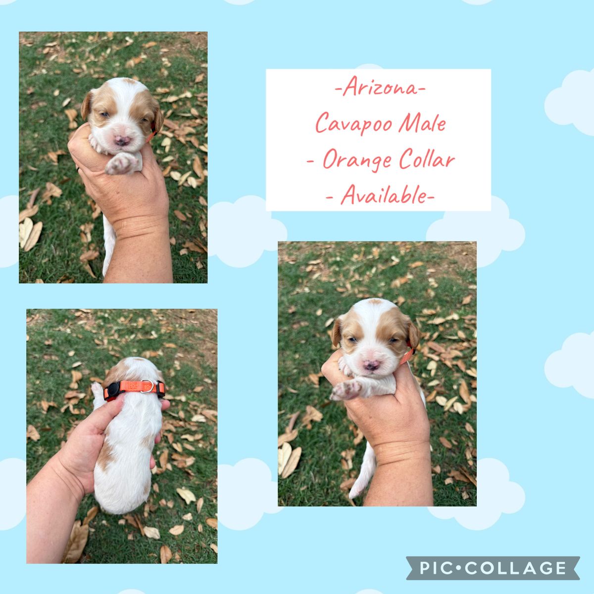 Cavapoo Female & Male Puppies