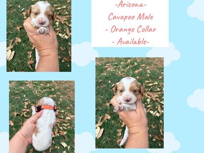 Cavapoo Female & Male Puppies
