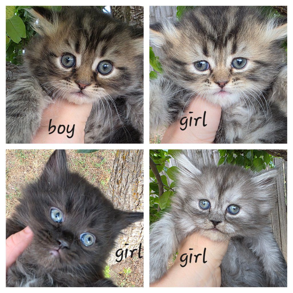 Persian kittens (6 weeks old)