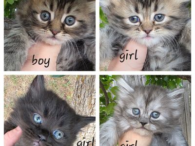 Persian kittens (6 weeks old)