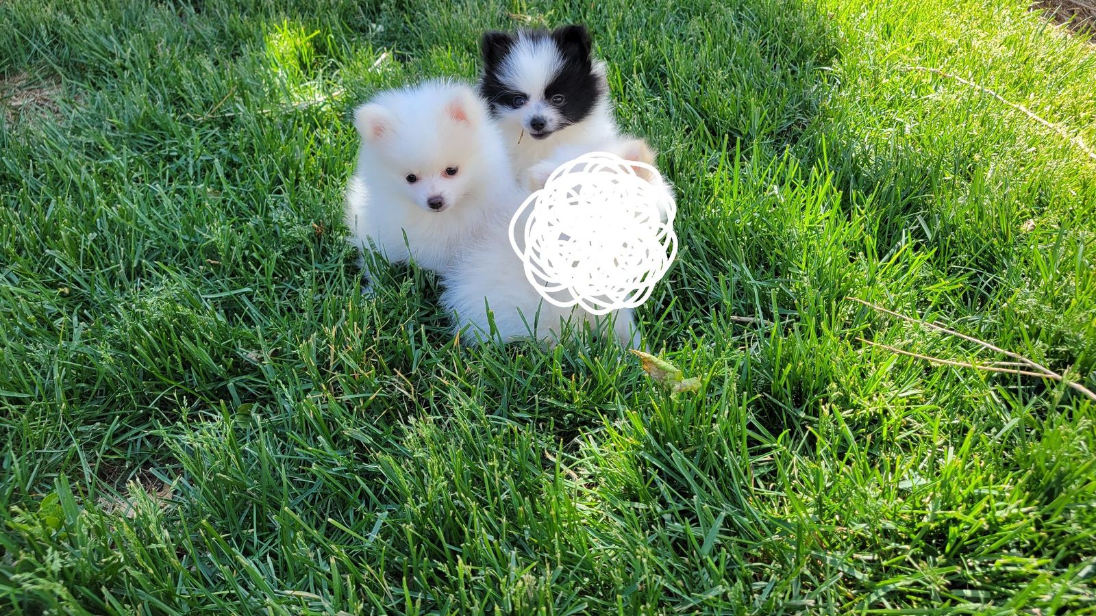 Pomeranian Puppies