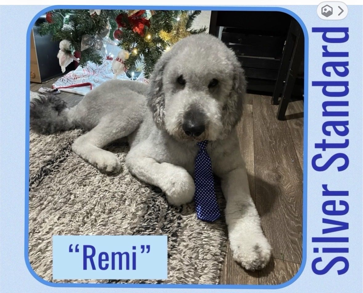 Remi - AKC Standard Poodle Stud