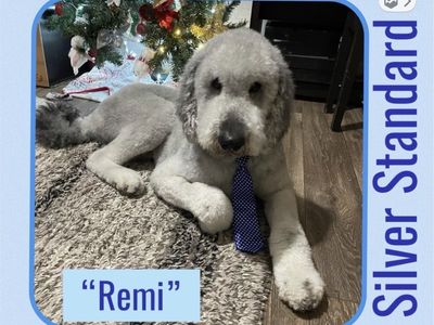 Remi - AKC Standard Poodle Stud