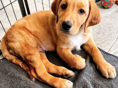 Labradoodle Puppies Ready Now | Vet Checked, Vaccinated + Microchipped