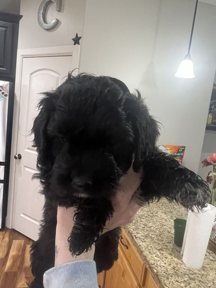 Ready for her forever home