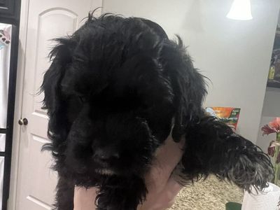 Ready for her forever home