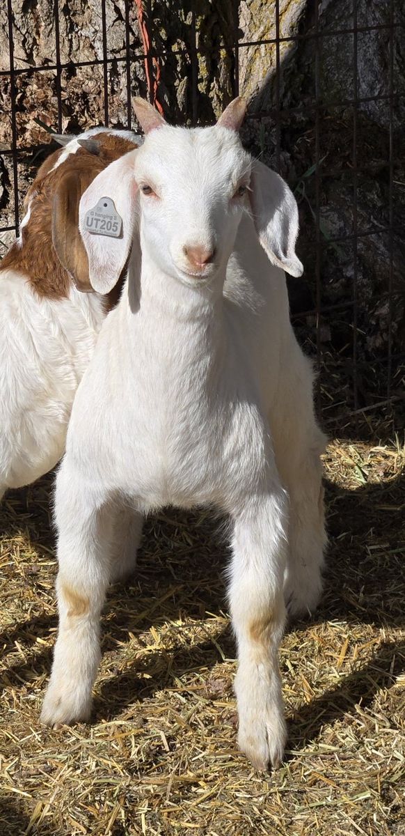 boer/saanen buck kid