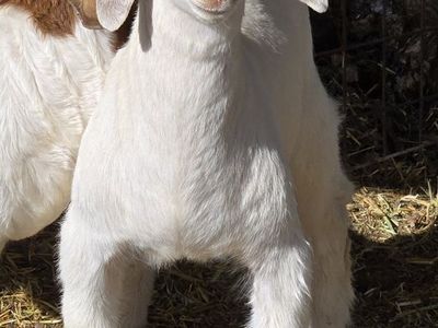 boer/saanen buck kid