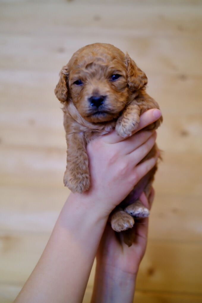 Cavapoochon from Health Tested Parents