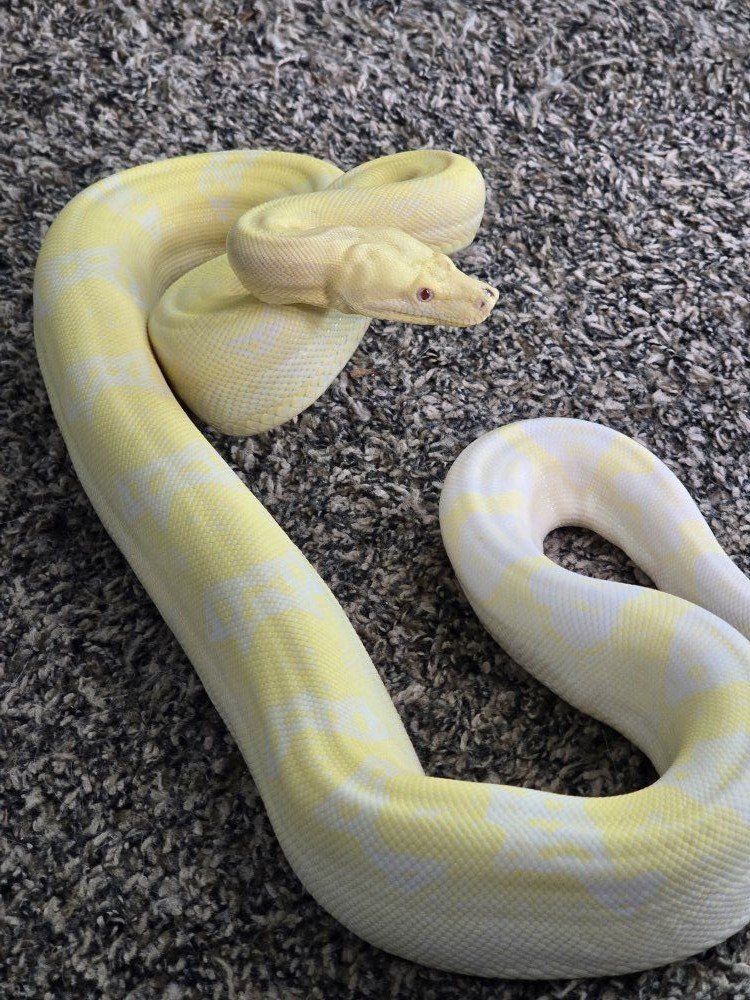 Adult Male Snowglow Boa