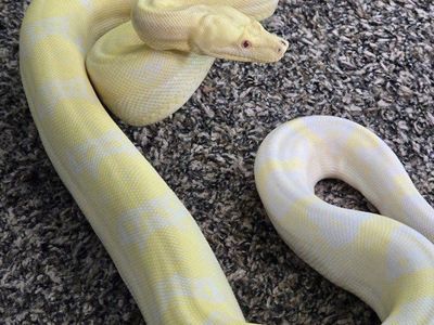 Adult Male Snowglow Boa