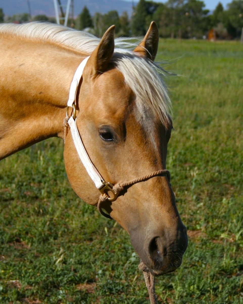 Shining spark heel horse