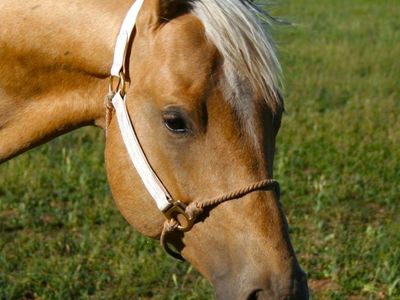 Shining spark heel horse
