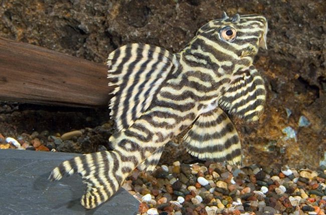 L333 King Tiger Pleco