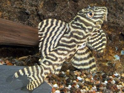 L333 King Tiger Pleco