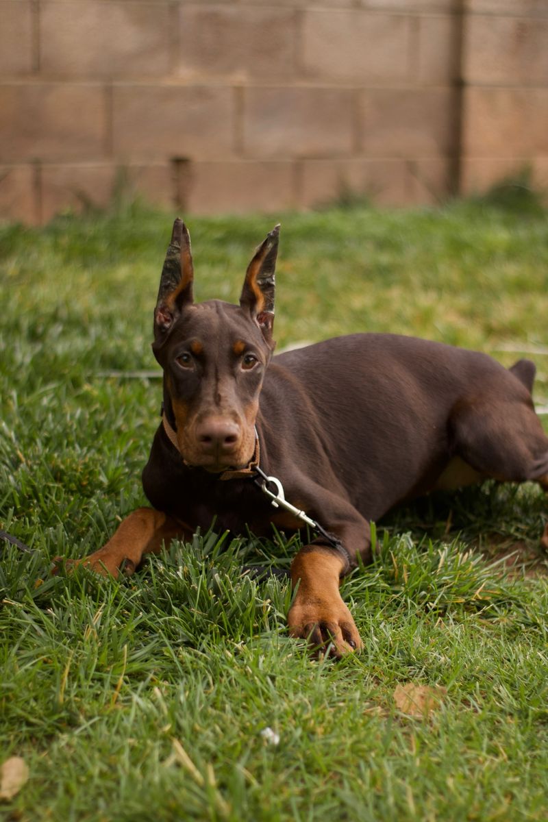 European Doberman Female Puppies