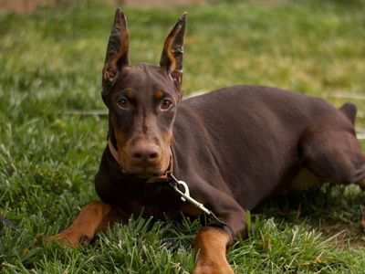 European Doberman Female Puppies