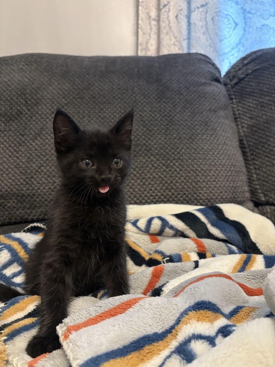 Baby Kittens