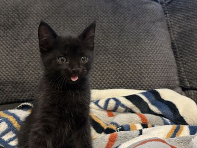 Baby Kittens