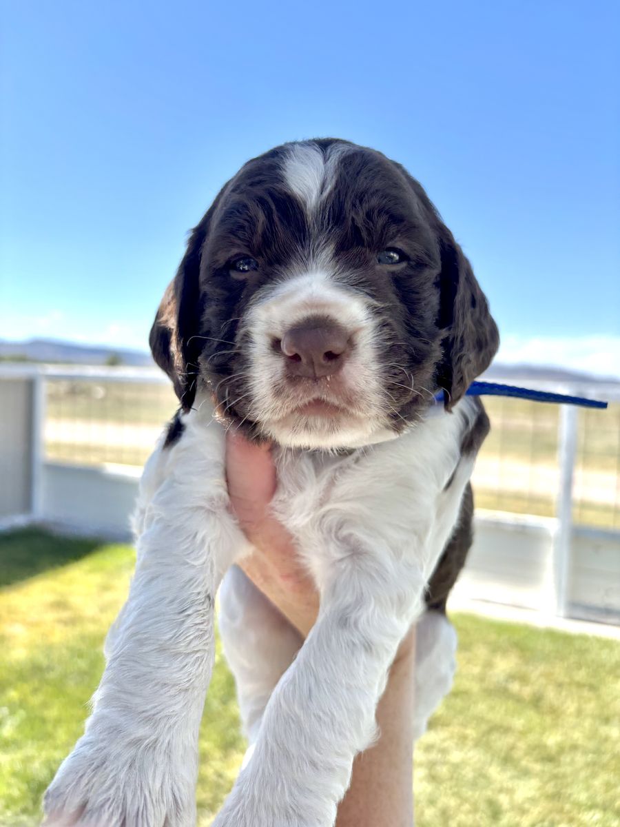 AKC English Springer Spaniel Puppies