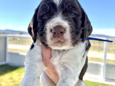 AKC English Springer Spaniel Puppies