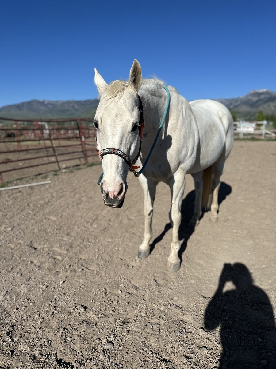 20 year old gelding