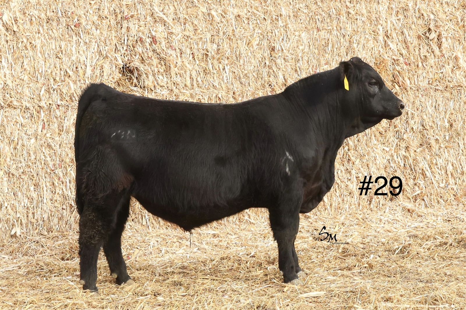 Registered Black Angus Yearling Heifer Bull