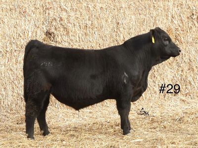 Registered Black Angus Yearling Heifer Bull