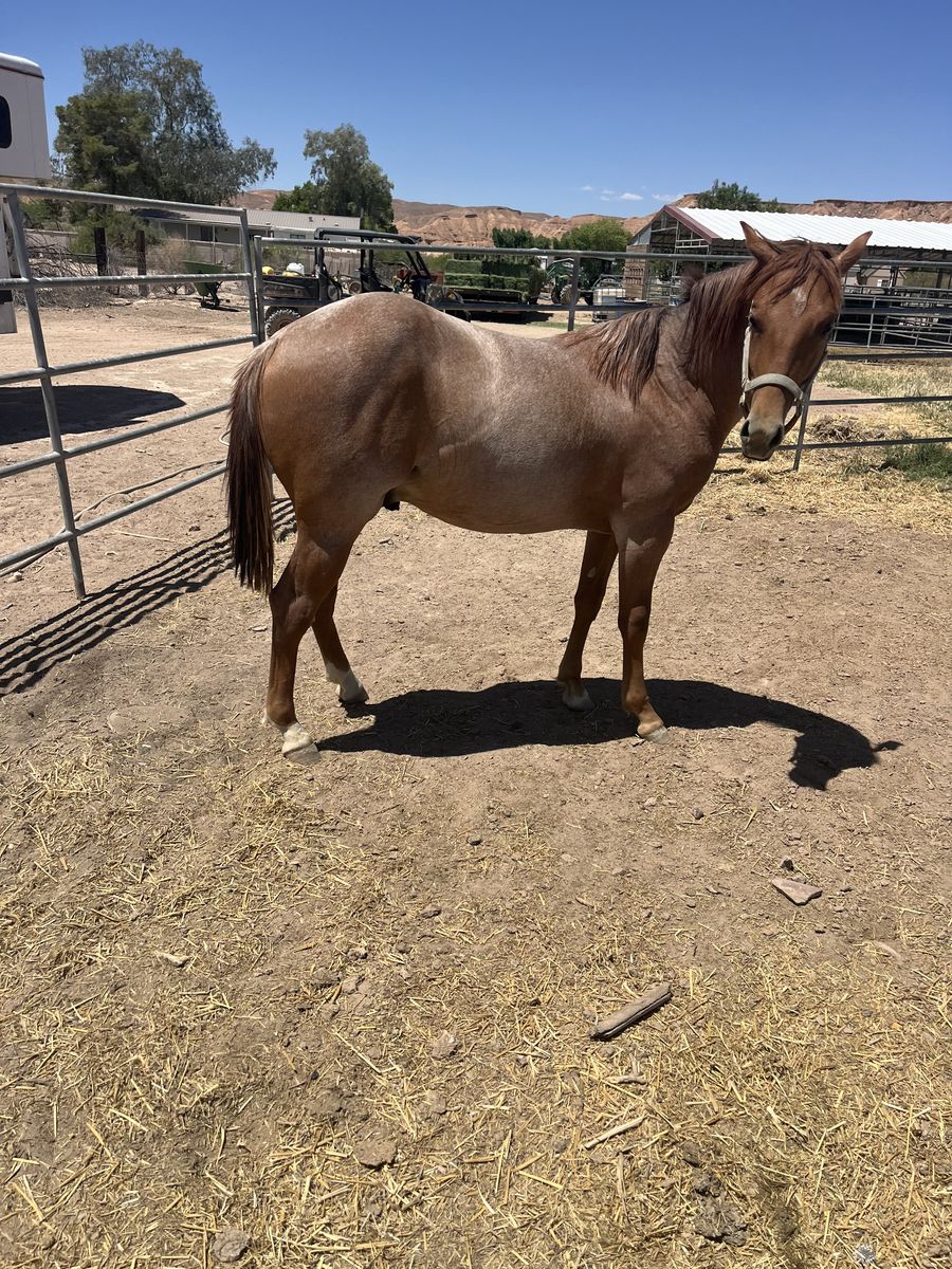 2025 Aqha roan horse colt