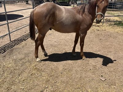 2025 Aqha roan horse colt