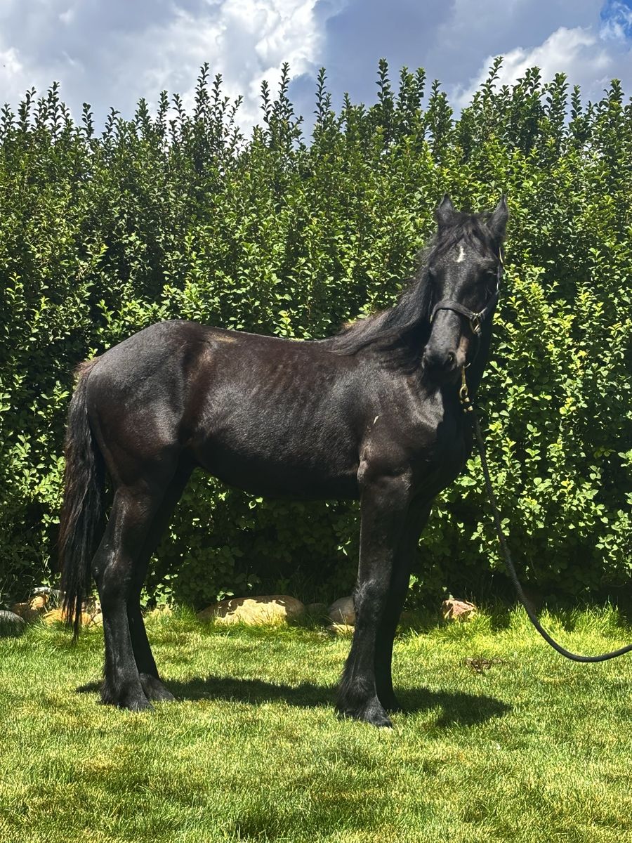 Friesian/Percheron Colt