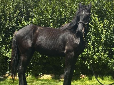 Friesian/Percheron Colt