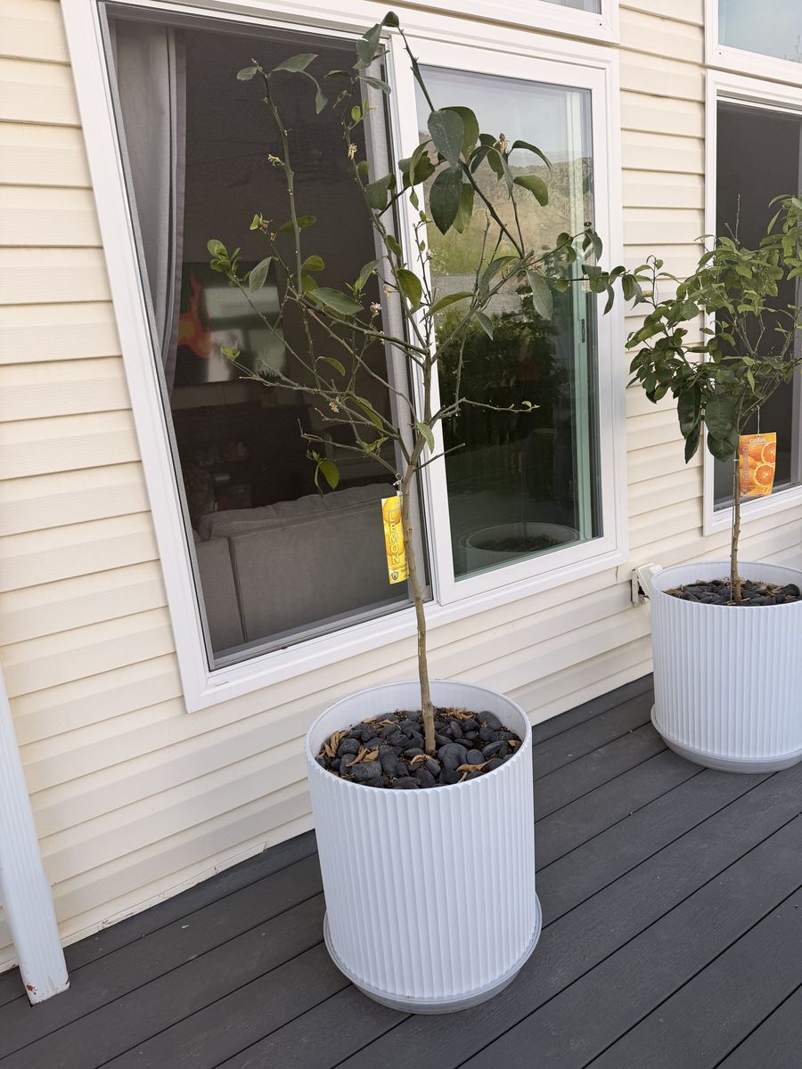Fruiting Lemon Tree In Decorative Pot