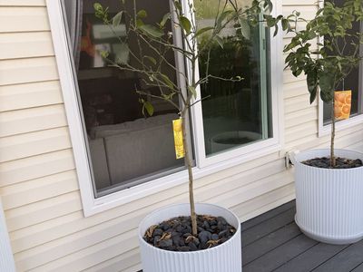 Fruiting Lemon Tree In Decorative Pot