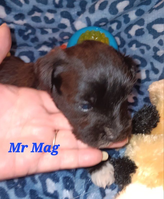 Miniature Schnauzer  Mr Mag