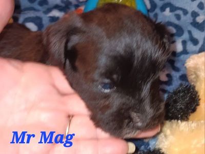 Miniature Schnauzer Mr Mag