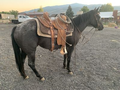 4 year old Bred Mare