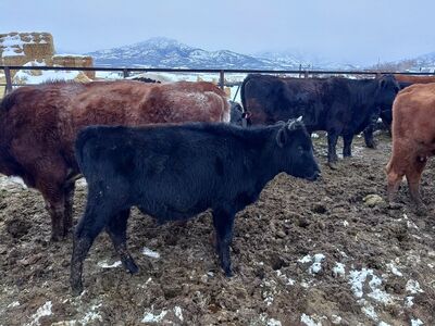 yearling Holstein steer calf