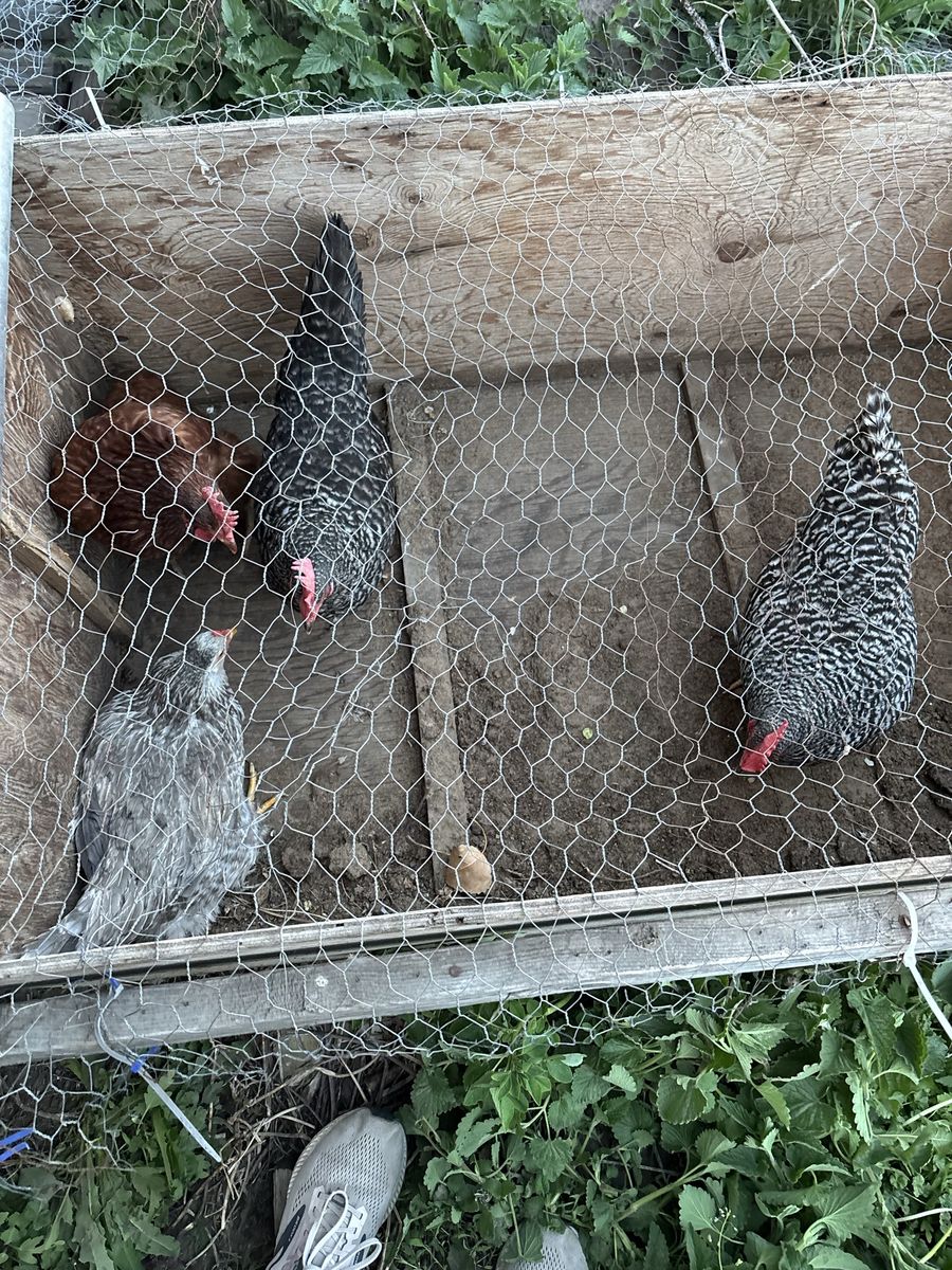 4 laying hens