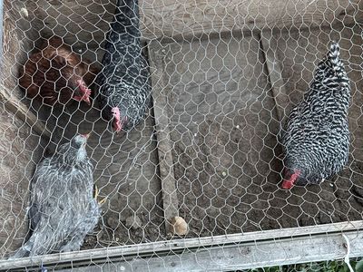 4 laying hens