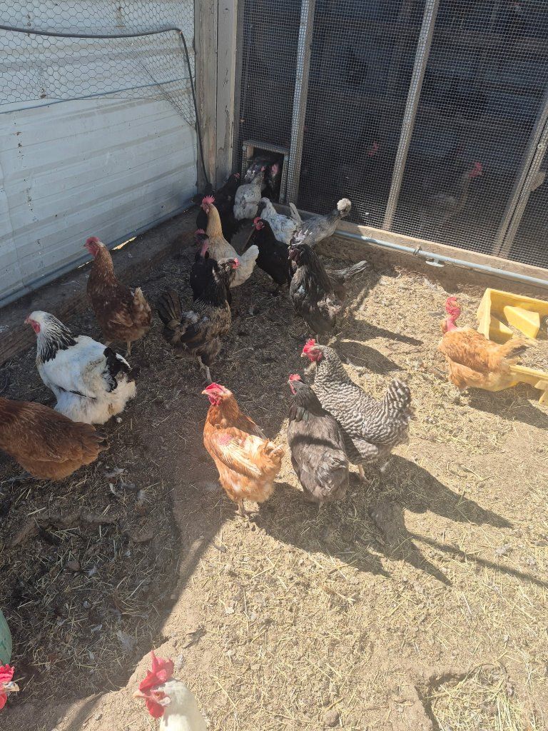 Laying hens