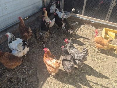 Laying hens