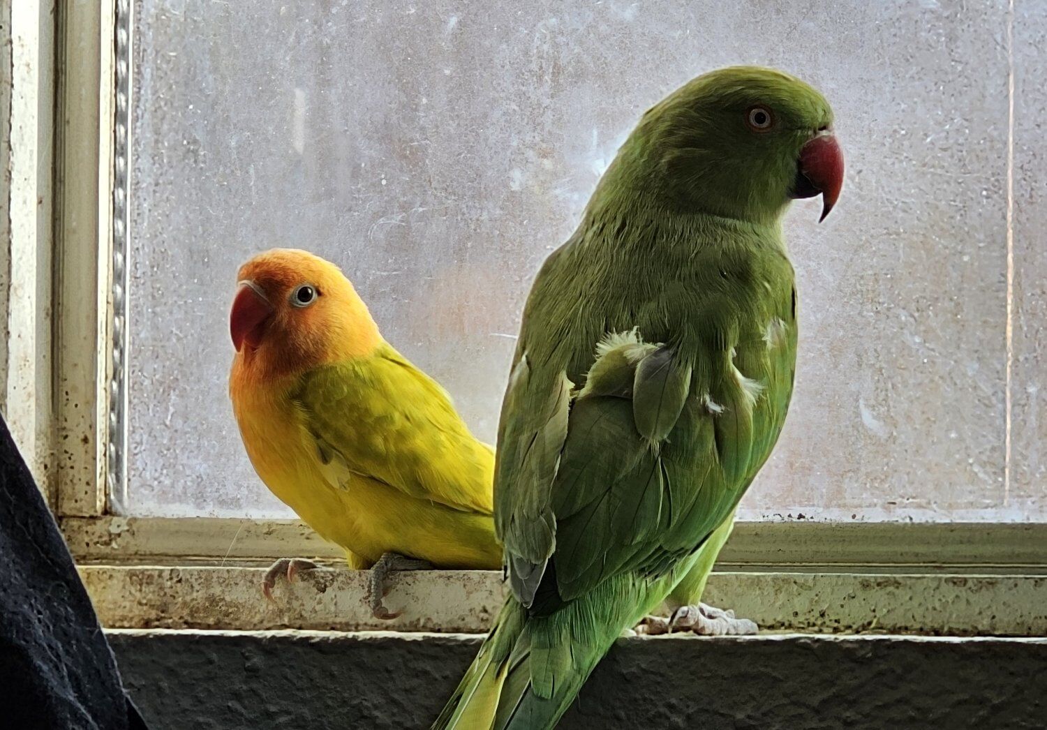 4 month old Fischer lovebird
