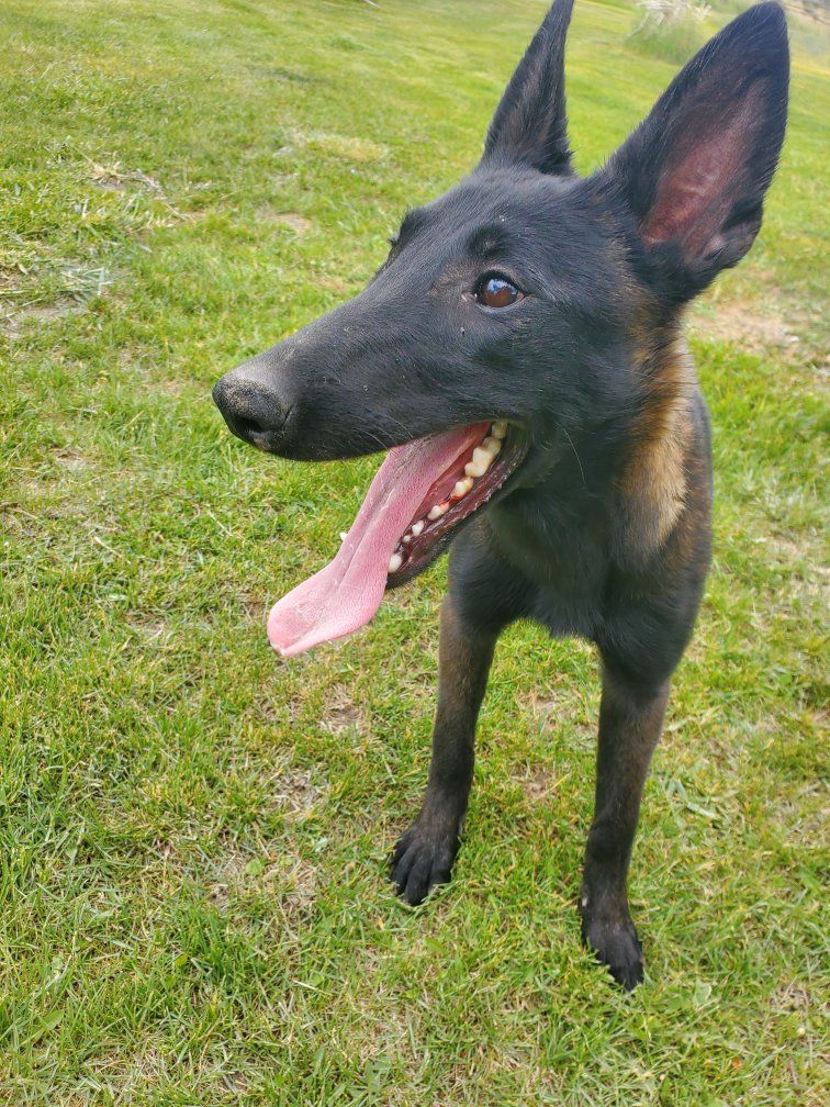 BELGIAN MALINOIS young puppy