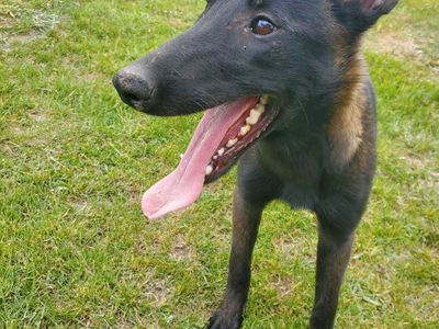 BELGIAN MALINOIS young puppy