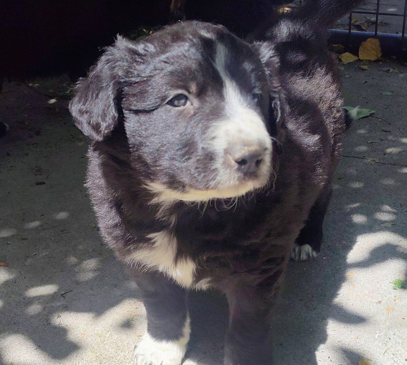 Austrian Shepherd @ Border colie mix