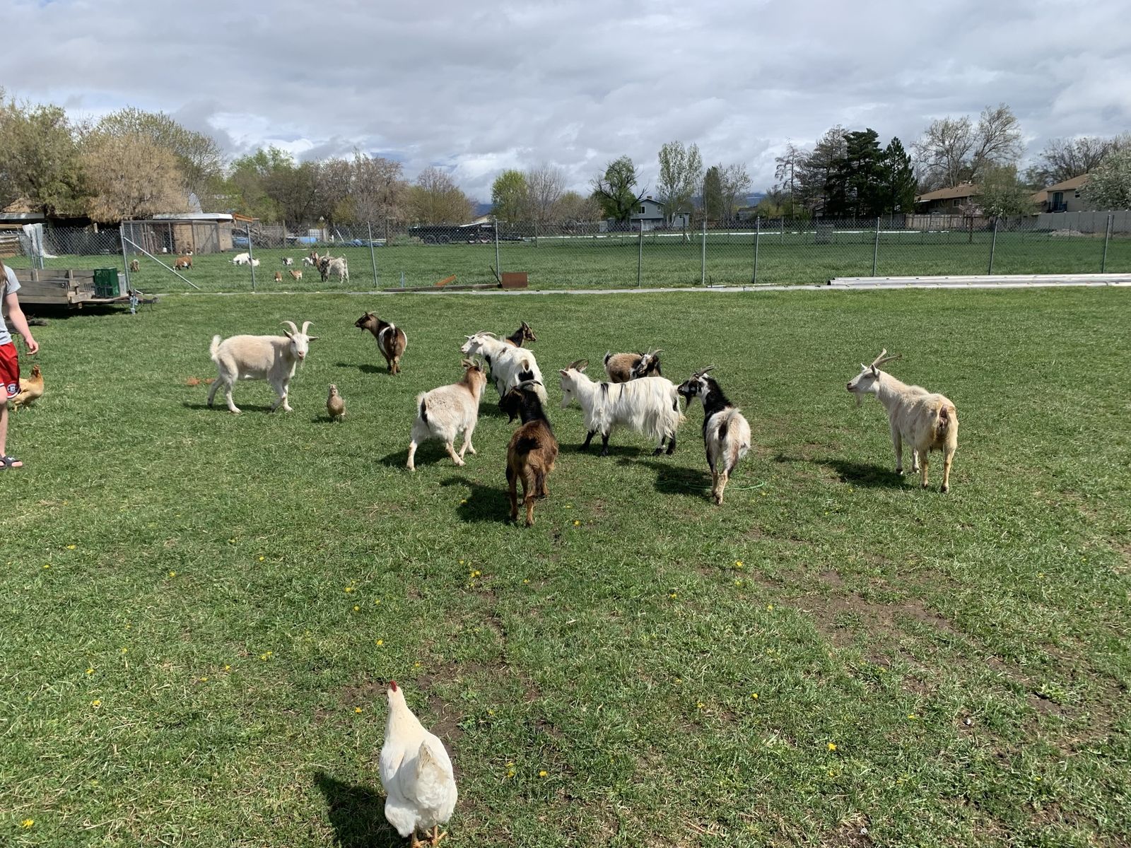 Varietyof Pigmy, Fainter, And Nigerian Dwarfs.