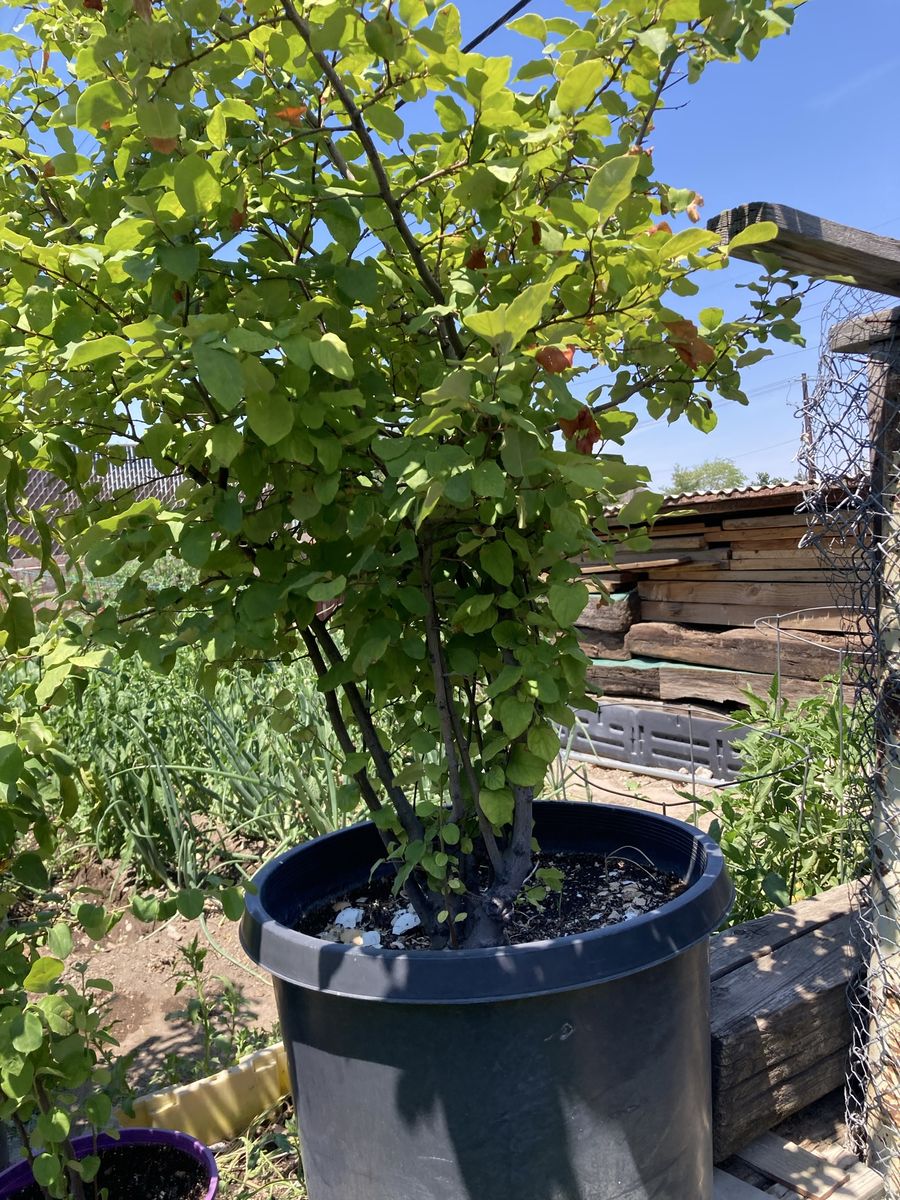 Potted Fruit Tree *price varies*